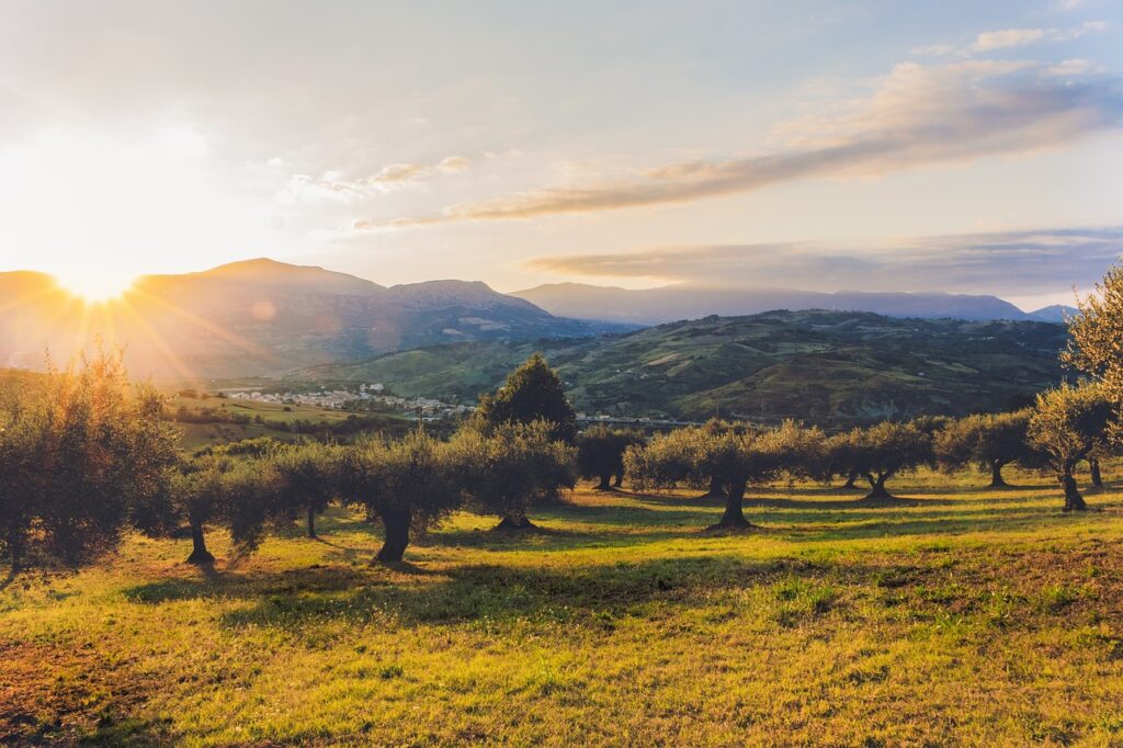 plantation, olive trees, olive grove-4454758.jpg