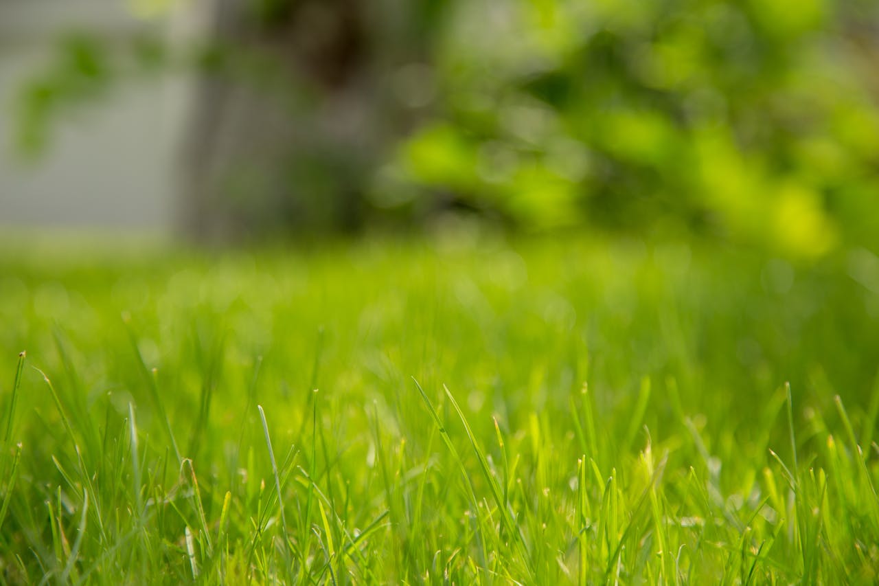 Close-up of lush green grass in natural sunlight, creating a serene and fresh outdoor scene.